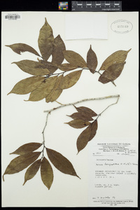 Image of Tapura bouquetiana