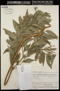 Image of Bowenia spectabilis