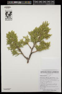 Juniperus grandis image