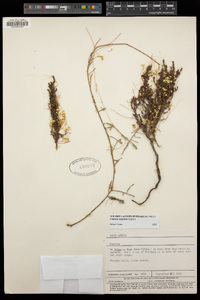 Image of Cuscuta angulata