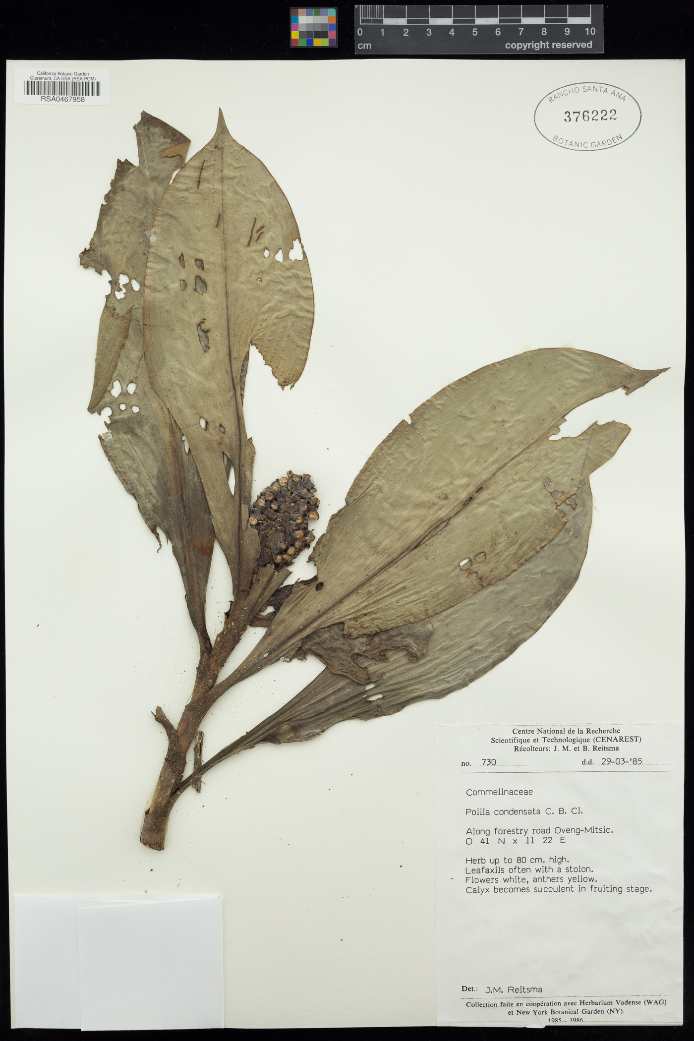 Commelinaceae image