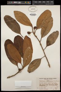 Pouteria sandwicensis image