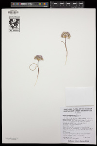 Allium campanulatum image