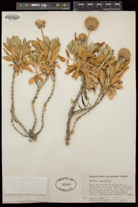 Image of Lomelosia variifolia