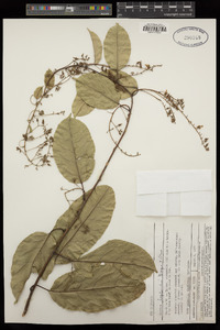 Image of Agatea longipedicellata