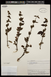 Image of Combretum microphyllum