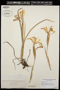 Iris tenuissima image