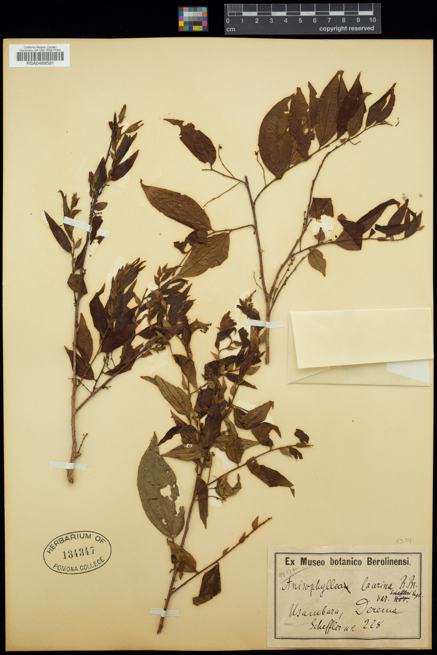 Anisophylleaceae image