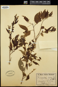 Image of Anisophyllea laurina