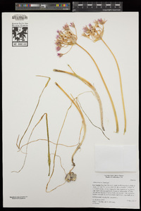 Allium praecox image