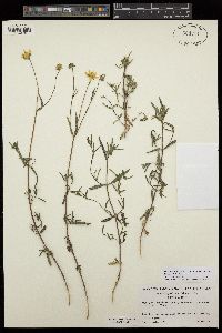 Heliomeris multiflora var. nevadensis image