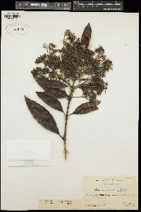 Caldcluvia paniculata image