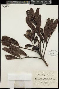Cunonia macrophylla image