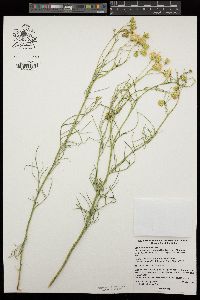 Senecio flaccidus image