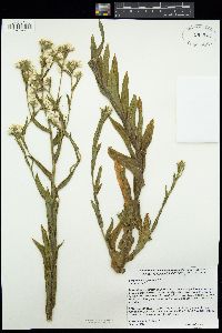 Pseudognaphalium californicum image