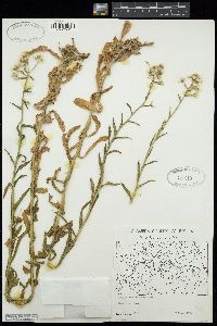 Pseudognaphalium californicum image