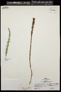 Piperia yadonii image