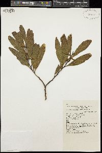 Acacia longifolia image