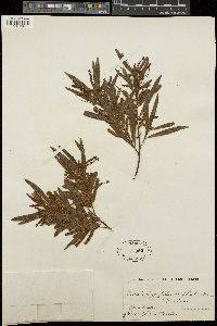 Acacia longifolia image