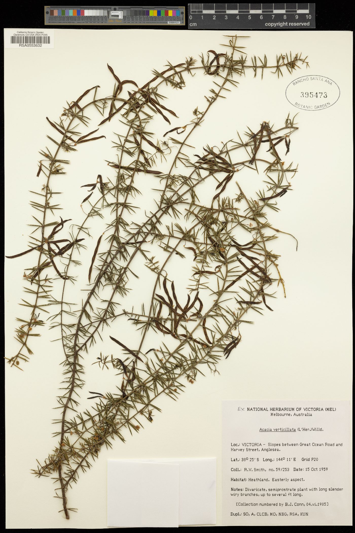 Acacia verticillata image