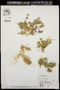 Cuscuta denticulata image