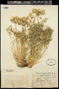 Cymopterus panamintensis var. acutifolius image