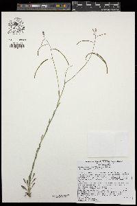 Boechera pauciflora image