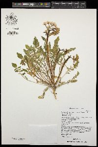 Chylismia claviformis subsp. funerea image