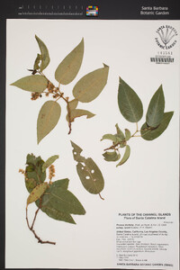 Prunus ilicifolia subsp. lyonii image