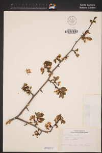 Prunus subcordata image