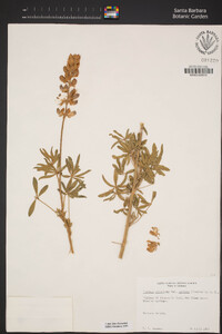Lupinus albifrons var. albifrons image