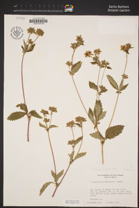 Drymocallis glandulosa var. glandulosa image