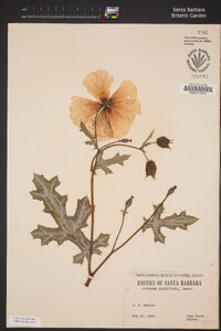 Image of Argemone grandiflora