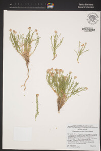 Chaetopappa ericoides image