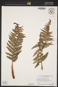 Dryopteris arguta image