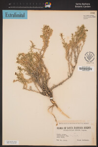 Linanthus pungens subsp. pulchriflorus image