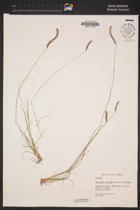 Bouteloua gracilis image