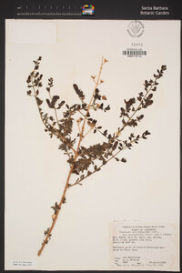 Keckiella antirrhinoides var. microphylla image