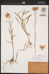 Erysimum capitatum var. capitatum image