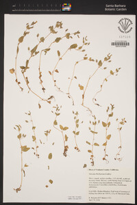 Erythranthe floribunda image