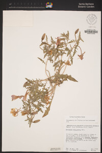 Oenothera californica image