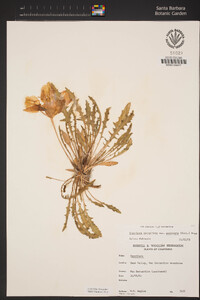 Oenothera cespitosa subsp. marginata image