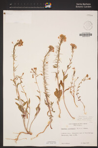 Eremothera boothii subsp. decorticans image