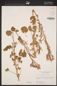 Chylismia cardiophylla image