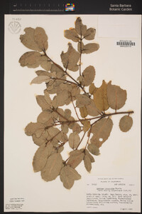 Quercus tomentella image