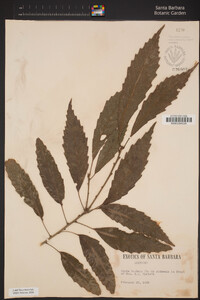 Image of Quercus acutissima
