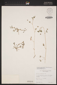 Trifolium variegatum var. variegatum image