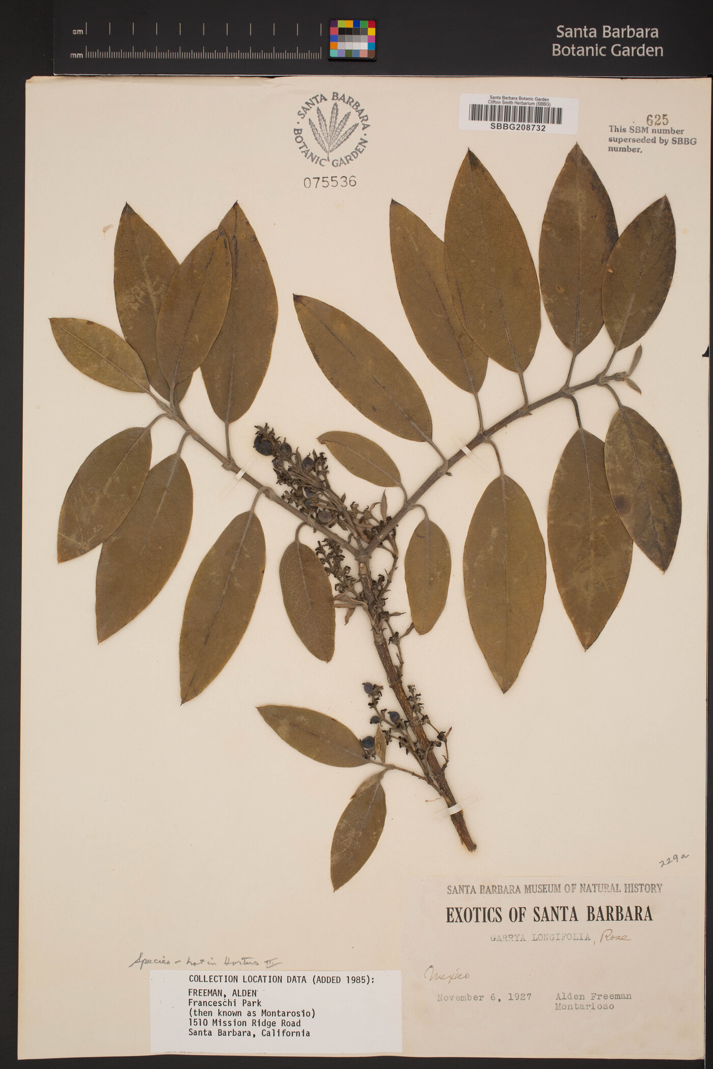 Garrya longifolia image