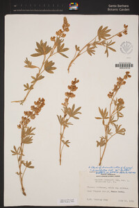 Lupinus grayi image