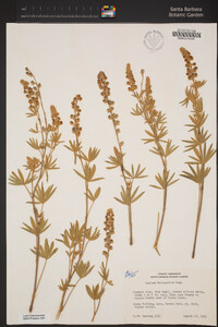 Lupinus argenteus image